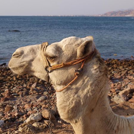 La Reine Dahab Hotel Ngoại thất bức ảnh