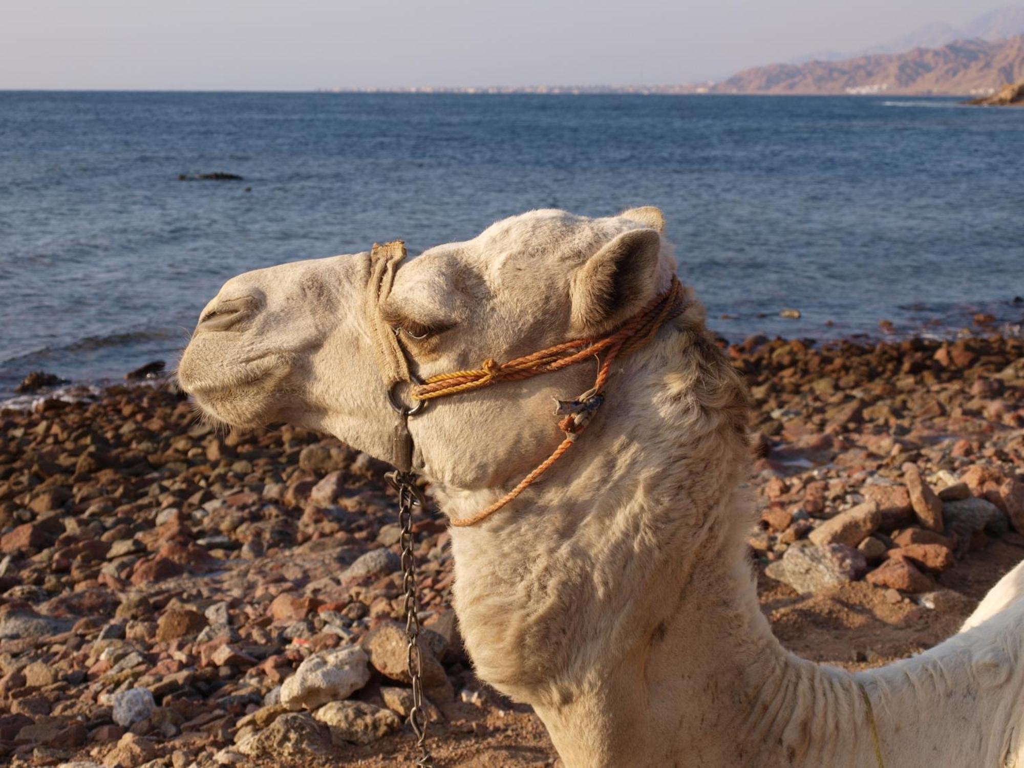 La Reine Dahab Hotel Ngoại thất bức ảnh